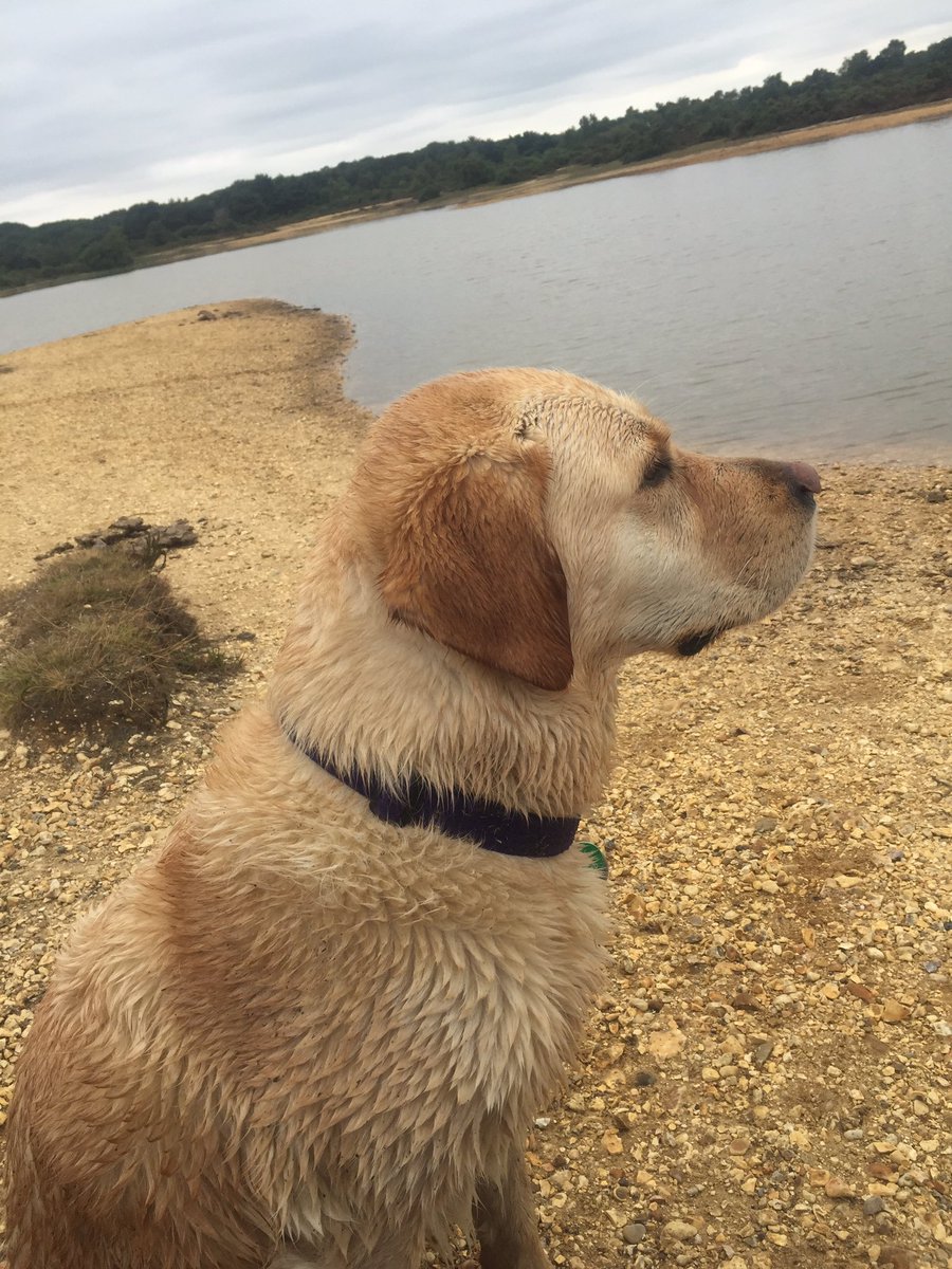 My assistance dog canine partner Molly makes me happy #HappinessDay
