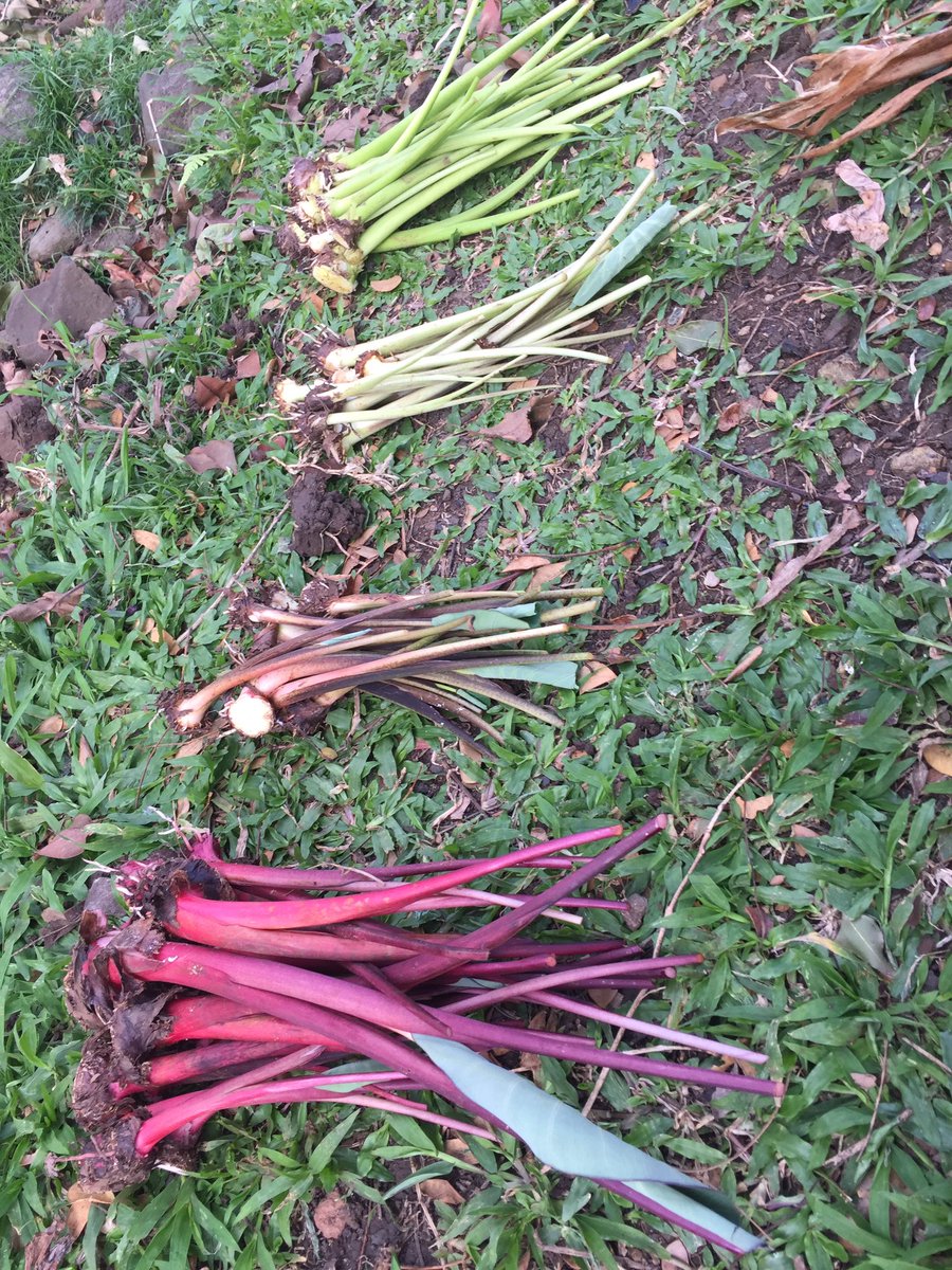 What wā ho'omaha? E huli ka lima i lalo. #kaululoa