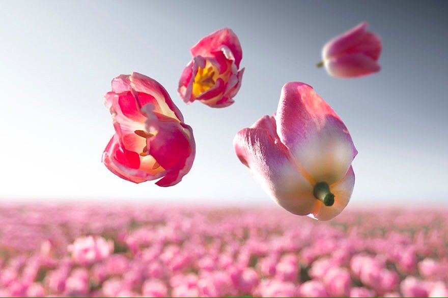 EbrahimHeidari's tweet photo. گل ها
عكسهاي كلير دروپرت
.
#ClaireDroppert #flower #gravity
پ.ن: سال نو مبارك https://t.co/09D2KN8ymh