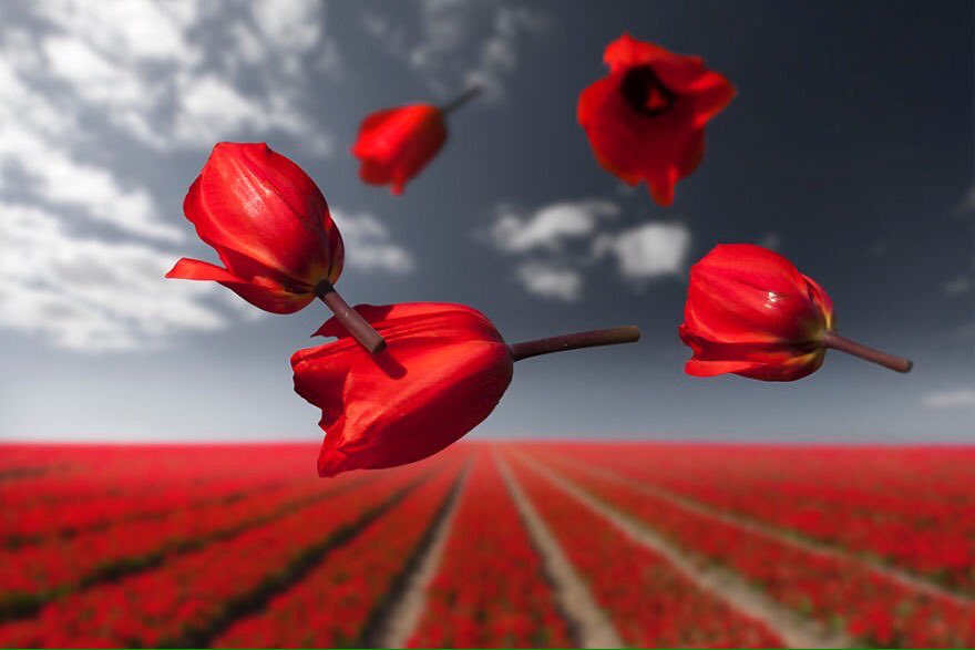 EbrahimHeidari's tweet photo. گل ها
عكسهاي كلير دروپرت
.
#ClaireDroppert #flower #gravity
پ.ن: سال نو مبارك https://t.co/09D2KN8ymh
