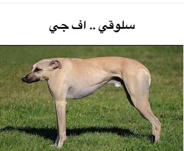 ambassadorsir's tweet photo. @Be5and الخصر هذا مطلوب للحريم https://t.co/XWwimrasb4