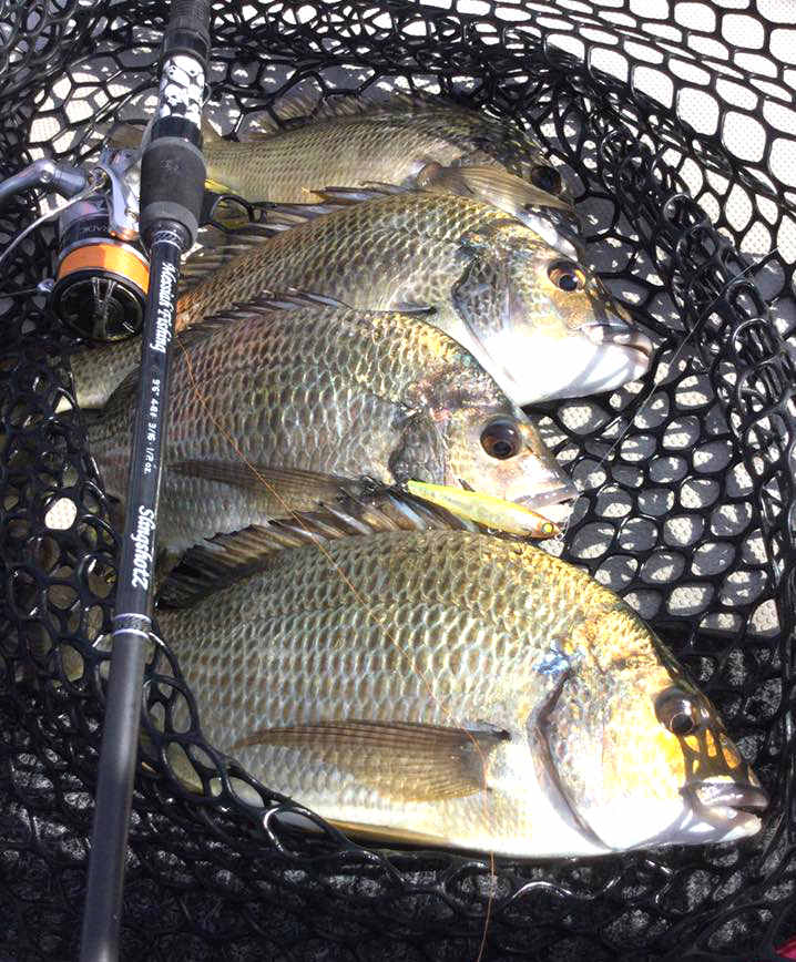 Messiah Fishing tweet media