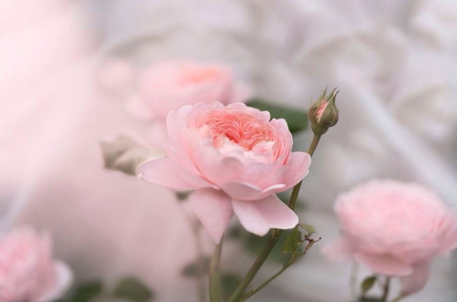 <a href="/gypsypoetess/">Mimi Caneda Mata</a> Thanks! :-) Sending you some flowers, too!