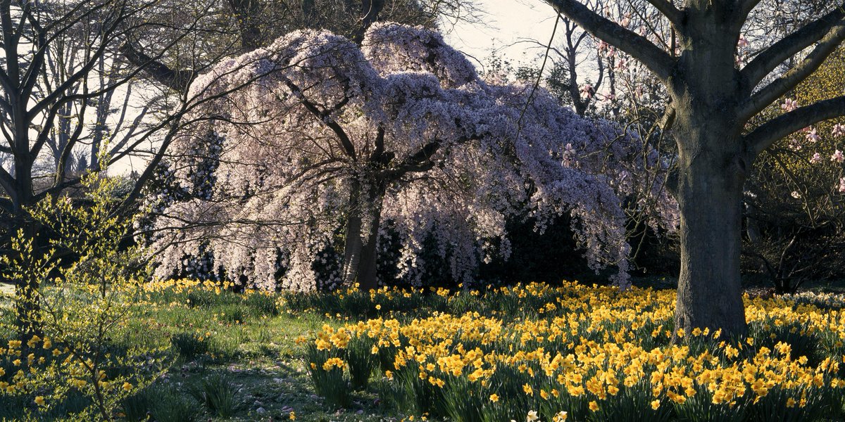 It's the #springequinox and the gardens are beginning to bloom! Find our nearest open gardens to you here &gt;&gt; ngs.org.uk