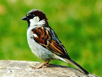 RaghvendraDRavi's tweet photo. World Sparrow Day
Save Sparrow ..... Save Nature......
#worldsparrowday #20march2017 #RaghvendraDubeyRavi https://t.co/dsYee5Ygnz