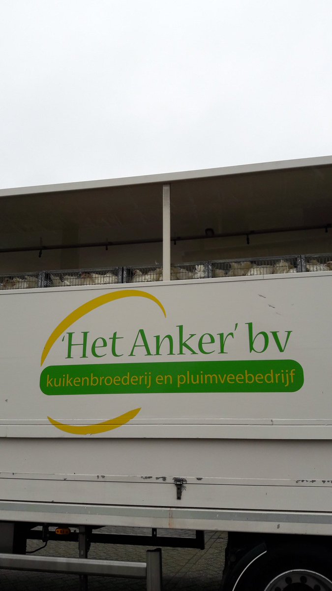Een #kippenboer van <a href="/HetAnkerBV/">Het Anker BV</a> blij maken #jongehennen