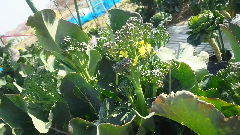 多度グリーンファーム 春ですね 野菜達も花を咲かせる時期です 写真の花はスティックセニョール 茎ブロッコリー の花 です 本来は花が咲く前に収穫しなければ ならないのですが T Co Mkzwbey2bu 春野菜 野菜 ブロッコリー