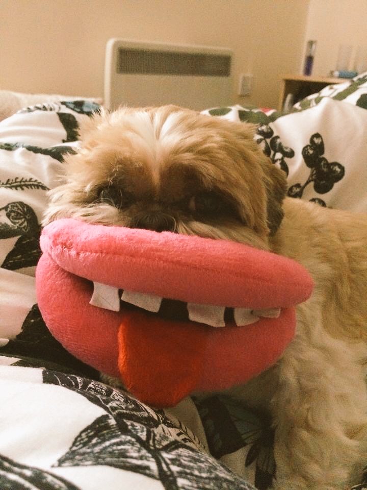 MikaPuddin's tweet image. Happy Monday! Hope my goofy grin cheers you up this morning?! 🤓#goodmorning #shihtzu #dogsoftwitter #cutedog #Silly #mondaymotivation #dogs