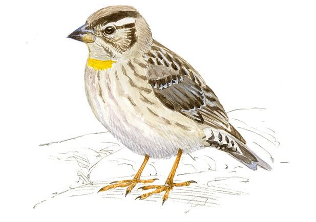 SEO_BirdLife's tweet photo. Aprende a diferenciar a los cinco gorriones que viven junto a nosotros
https://t.co/KwfDTupNRW #DiaMundialdelGorrion #Gorrioners https://t.co/38NhsKdstC