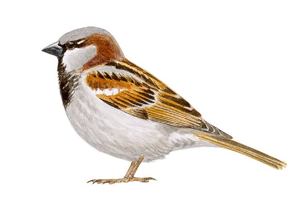 SEO_BirdLife's tweet photo. Aprende a diferenciar a los cinco gorriones que viven junto a nosotros
https://t.co/KwfDTupNRW #DiaMundialdelGorrion #Gorrioners https://t.co/38NhsKdstC