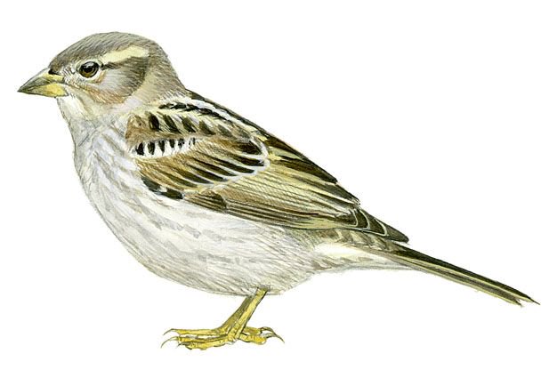 SEO_BirdLife's tweet photo. Aprende a diferenciar a los cinco gorriones que viven junto a nosotros
https://t.co/KwfDTupNRW #DiaMundialdelGorrion #Gorrioners https://t.co/38NhsKdstC