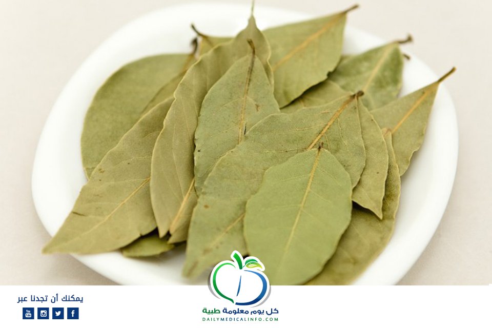 DMedicalinfo's tweet photo. يساعد ورق الغار في علاج البرد والأنفلونزا ومشاكل الجهاز التنفسي عن طريق غلي بعض أوراقه واستنشاق البخار المتصاعد منه لمدة 10 دقائق.
#صحة #طب https://t.co/MeXk6gfvxY