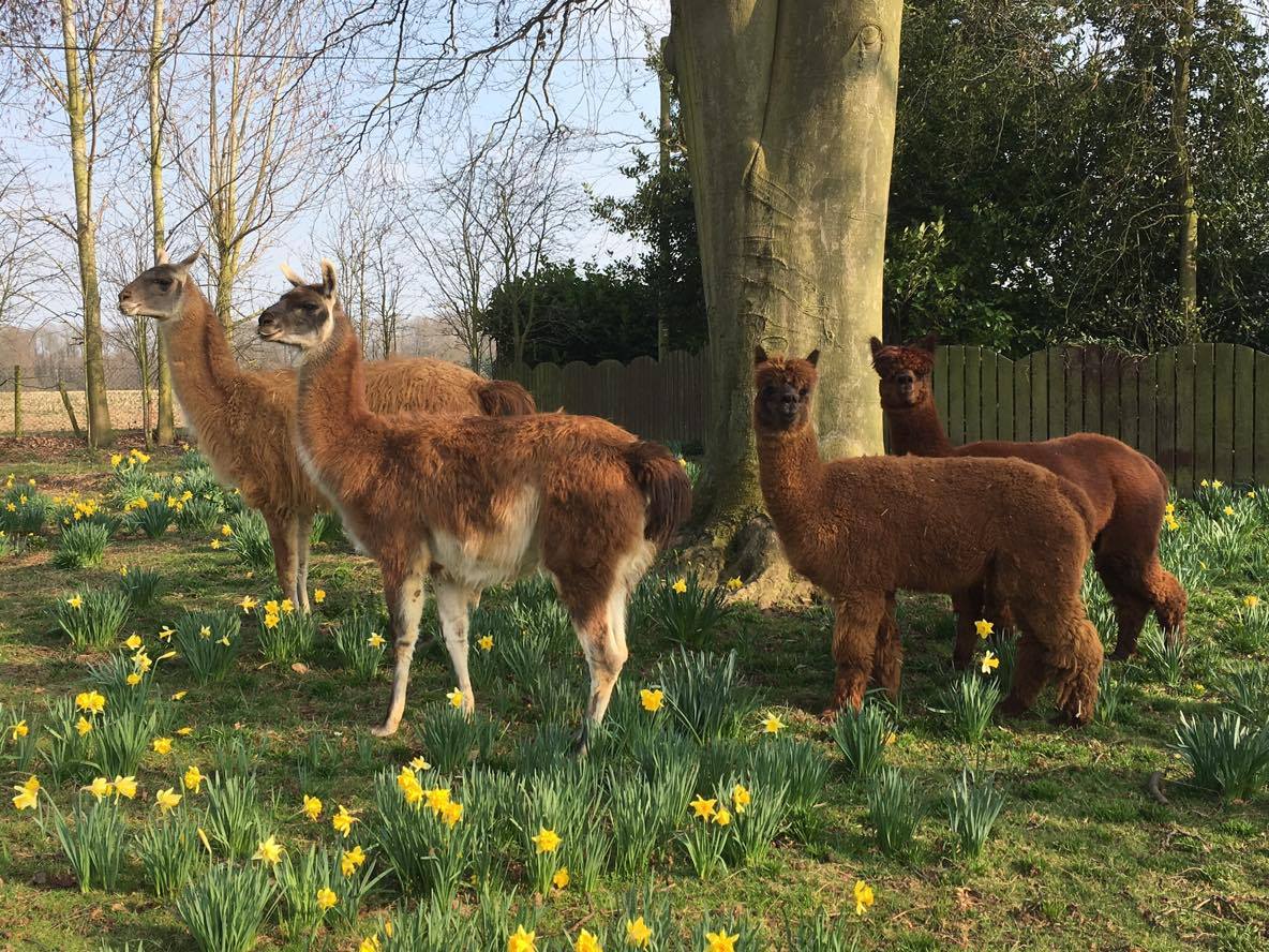It's the first day of spring 2017 and our llamas and alpacas have been enjoying some time amongst the daffodils! #springequinox 🌼🌱