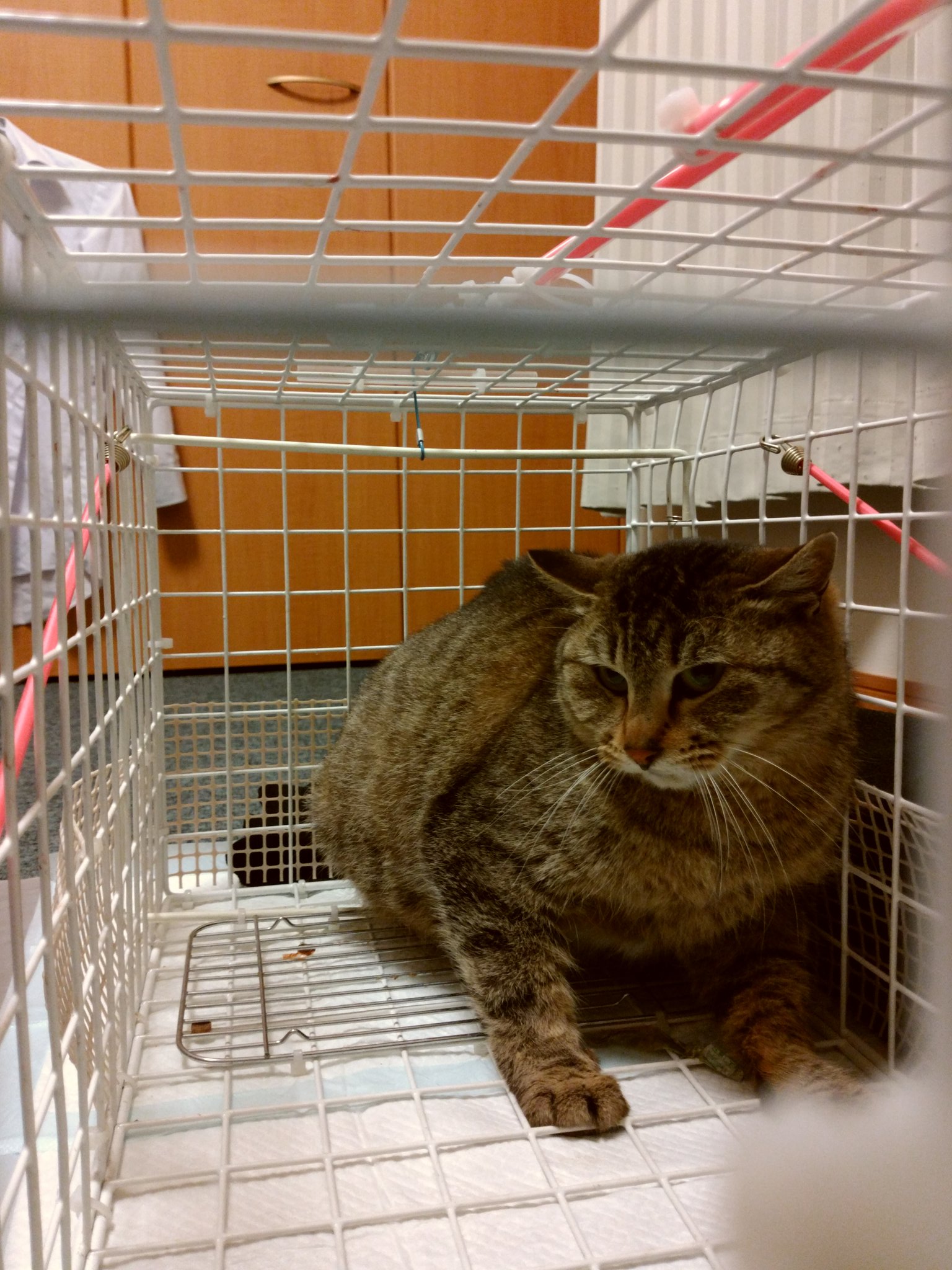 Silver アニマル 大阪 里親募集中 また妊猫さん だいぶお腹大きいけど どれぐらいで産まれるのかな 祝日だから病院やってないし 妊娠猫 捕獲 Tnr 猫 お腹大きい 野良猫 T Co Jgfoh04qj7 Twitter