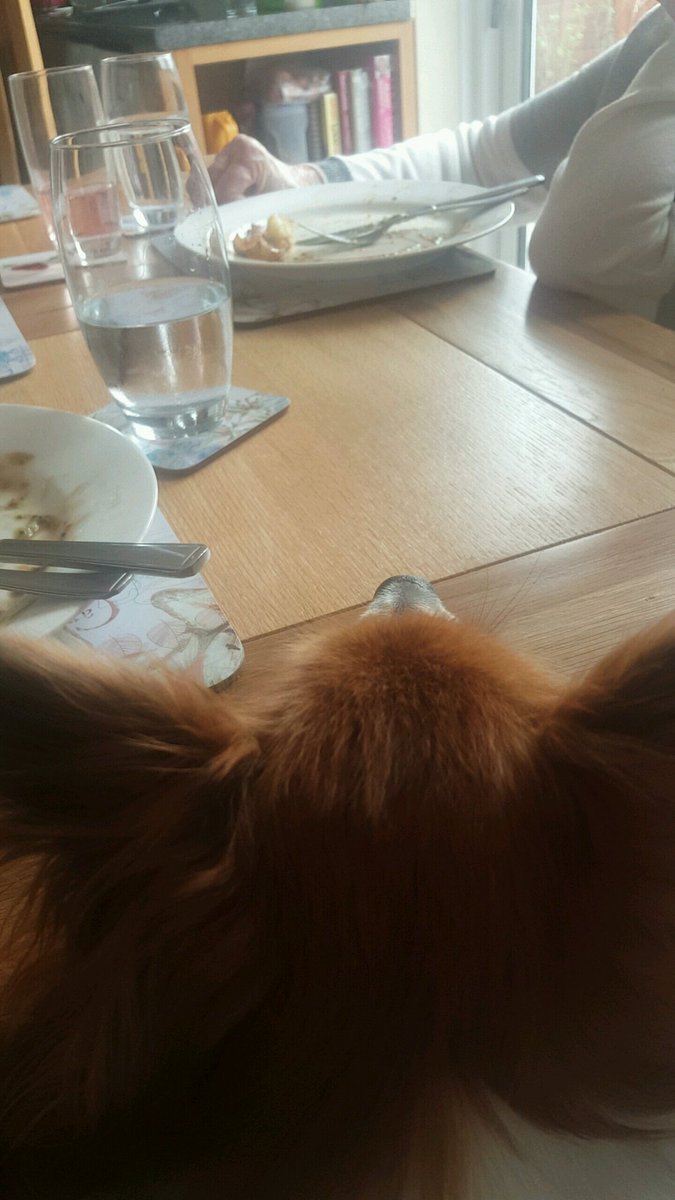 SarahA_RVN's tweet photo. Milo was desperately hoping for Nans roast dinner scraps yesterday! #DogsBehavingBadly #DogsPointOfView #SundayRoast #GreedyGit https://t.co/9fja5gUJA9