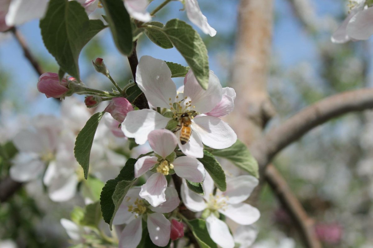 Kanzi Apple USA (KANZIapplesUSA) Twitter