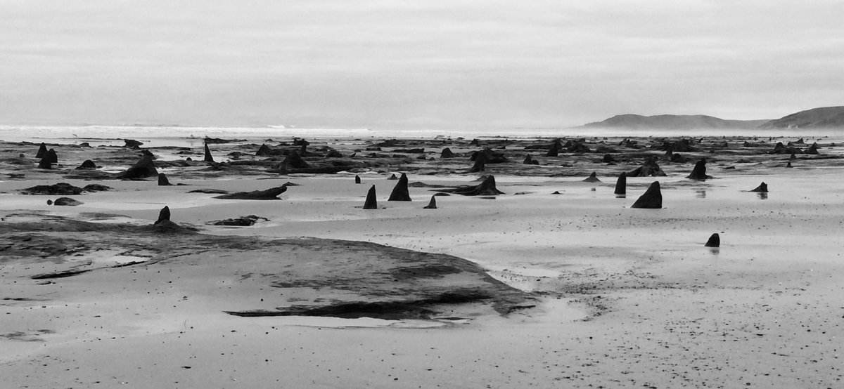 #Borth sunken forest surrounded by sea mist.  <a href="/WalesCoastPath/">Llwybr Arfordir Cymru / Wales Coast Path</a> <a href="/visitceredigion/">Discover Ceredigion</a> <a href="/DCeredigion/">Discover Ceredigion</a> #Ceredigion