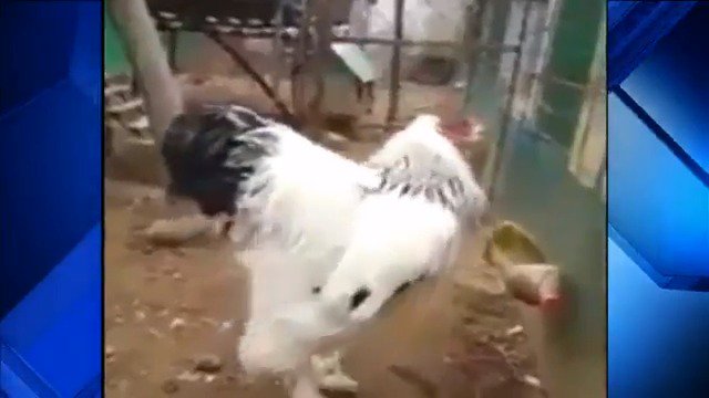 'Big Chicken' ruffles feathers on internet! Real or fake? bit.ly/2neyGS1 https://t.co/xd1vz0czhe