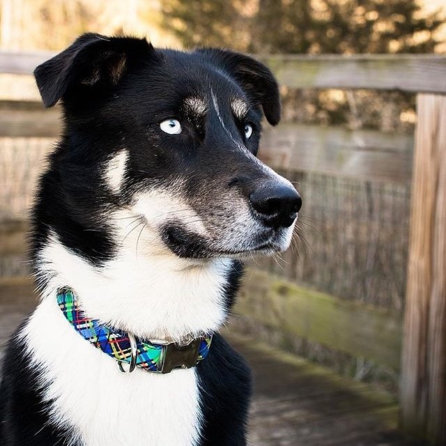 bonjourfido's tweet photo. There is no better way to celebrate the first day of Spring than with our #SpringPlaid #DogCollar 💚💙💝💛 #dogs #puppy #aussie #husky #luxe https://t.co/YEdBTFlayC