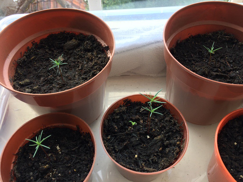stanislavskiexp's tweet photo. Getting ready to dominate the Suffolk skyline in a 100 years or so @WoodlandTrust #64MTrees #CalifornianRedwood https://t.co/x3LIC0TKYi