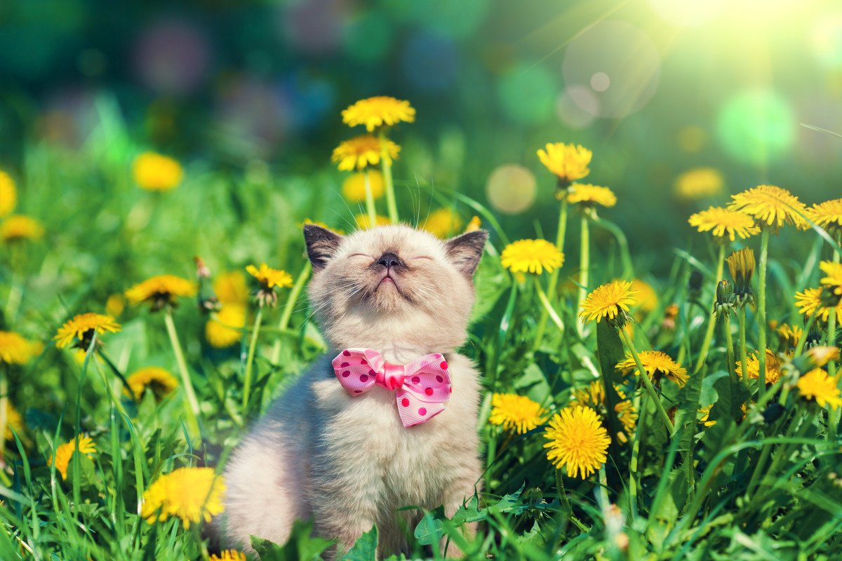 #LeBonheurCestSimpleComme le retour du printemps ! 🐱🌞🌸
#firstdayofspring
