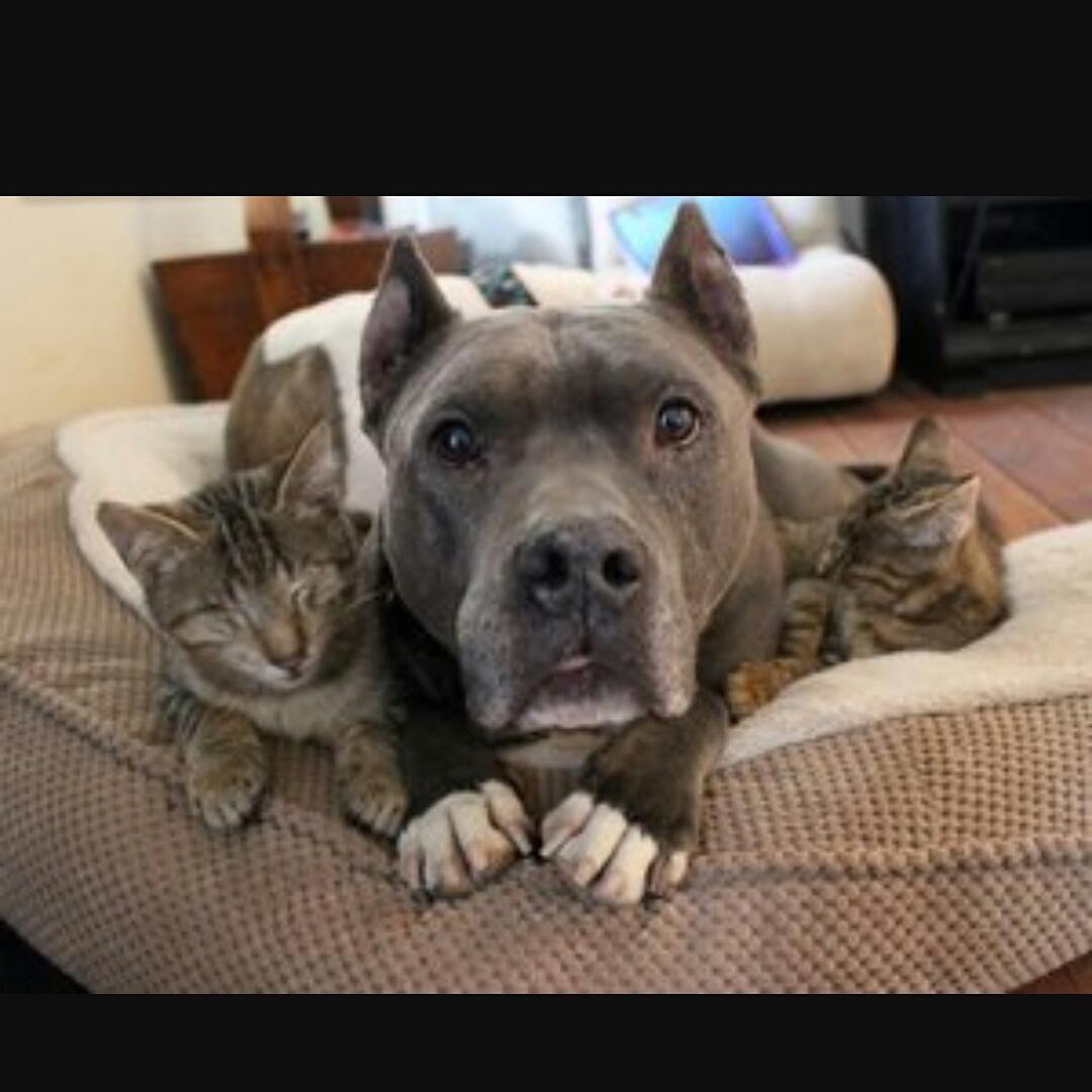 #pitbull #loves #cats #kitty #pitbulls #pets such a sweet dog!