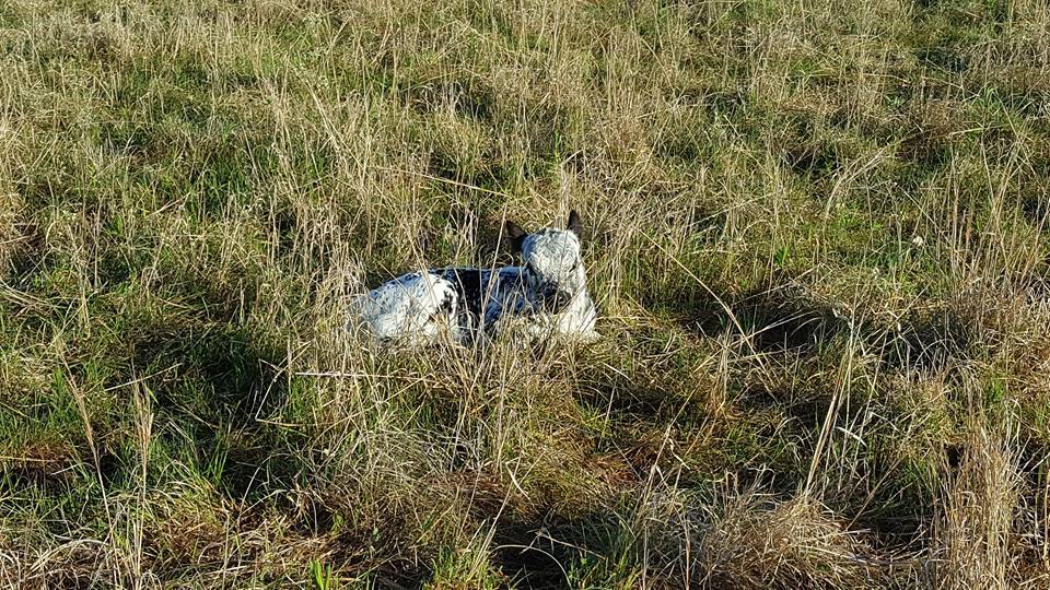 GrazeThePrairie's tweet photo. Coming soon Green pastures/calving season
Happy #firstdayofspring #GrazeThePrairie #OnPasture #GrassFedBeef #LaVidaLocal #HolisticManagement https://t.co/gjzMsT16gl