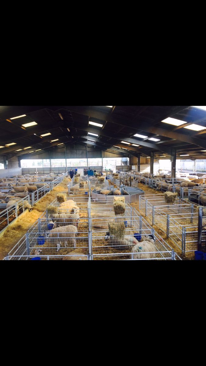 G_Hope_SEast's tweet photo. New lambing shed @Moreton_Morrell  Warwickshire @LMBateman79 #heavymetal #lambing2017 https://t.co/uaIfWwQNey