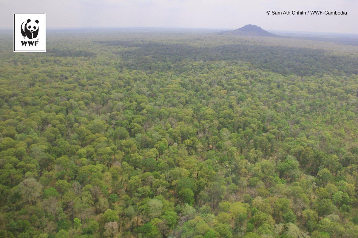 WWFUganda's tweet image. It is not possible to sum up the importance of forests in just a few words. #Forests impact on our daily lives in so many ways.