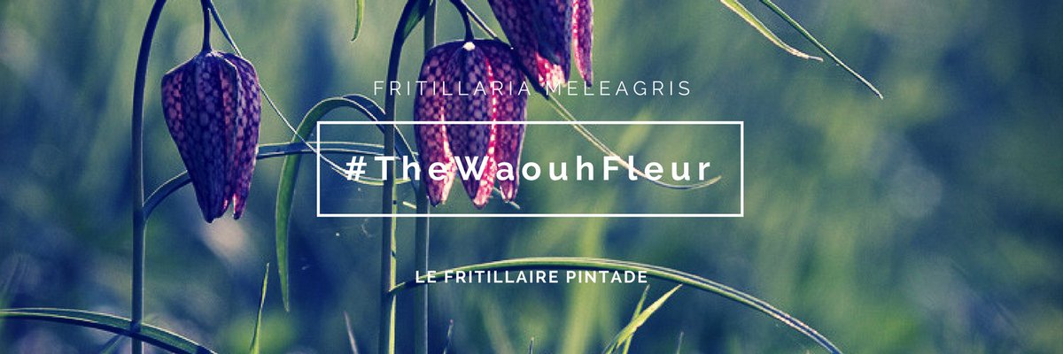 pass_flore's tweet photo. En ce début de printemps #TheWaouhFleur et @pass_flore  vous font découvrir le Fritillaire Pintade si cher au Ligériens #blooming #Spring !! https://t.co/D7VQNyD4Wl