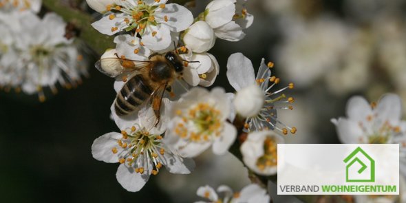 #Schlehe der Superstar – #Pollen oder #Nektar für 18 #Wildbienen, 20 Vogelarten und 18 Säuger!