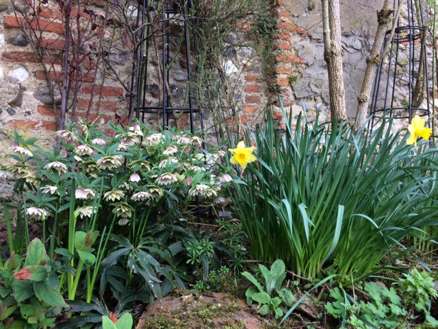 waysidecottage's tweet photo. It's official! It is the 1st day of Spring today. The daffs are flowering in our beautiful garden. A special thanks to @gardenernorfolk https://t.co/DnFlfVTQtw