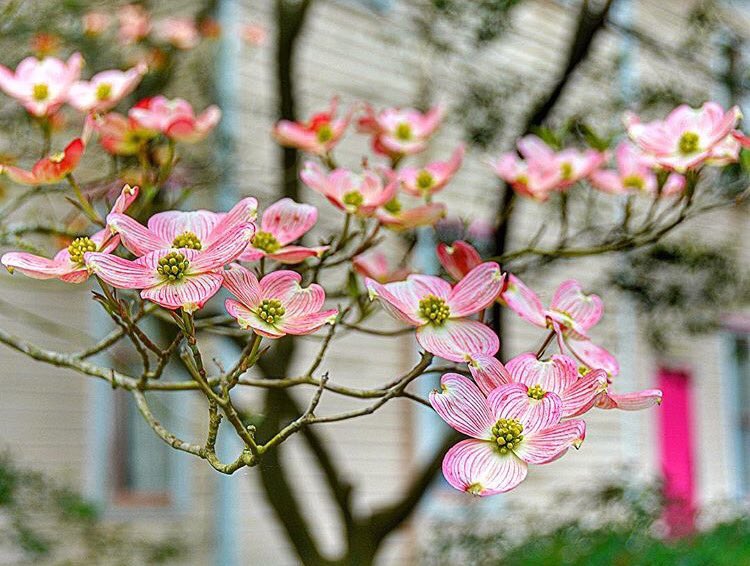 PalestineTX's tweet photo. Happy first day of Spring! @PalestineTX  photo by @DanaGoolsby https://t.co/yKgvJQwiic