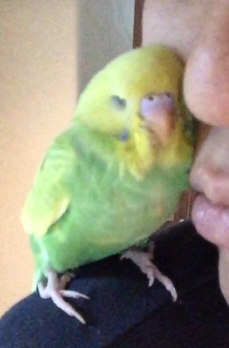 迷子のめーこ 拡散希望 3 昼12時頃 羽曳野市はびきのでセキセイインコが逃げました 見かけましたらご連絡ください めーこちゃんと呼ぶと反応 性別不明 生後2ヶ月 鳴き声 ピッ ピピ 怖い時はガガッ 怖がりビビりですが甘えんぼで おいでと呼ぶと手肩頭に 迷子のめーこ 拡散希望 3 昼12時頃 羽曳野市はびきのでセキセイインコが逃げました 見かけましたらご連絡ください めーこちゃんと呼ぶと反応 性別不明 生後2ヶ月 鳴き声 ピッ ピピ 怖い時はガガッ 怖がりビビりですが甘えんぼで おいでと呼ぶと手肩頭に