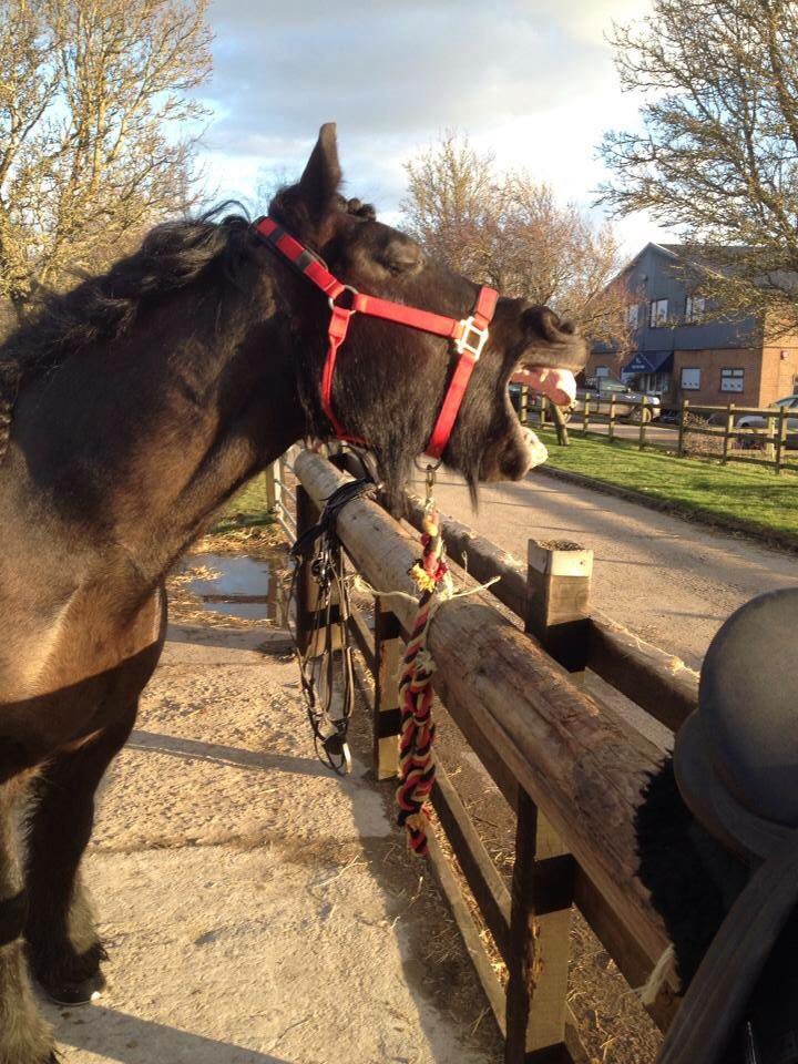 TallyHoWindsor's tweet image. Somebody's happy at Tally Ho Farm for #internationalhappinessday #happypony #tallyhofarm