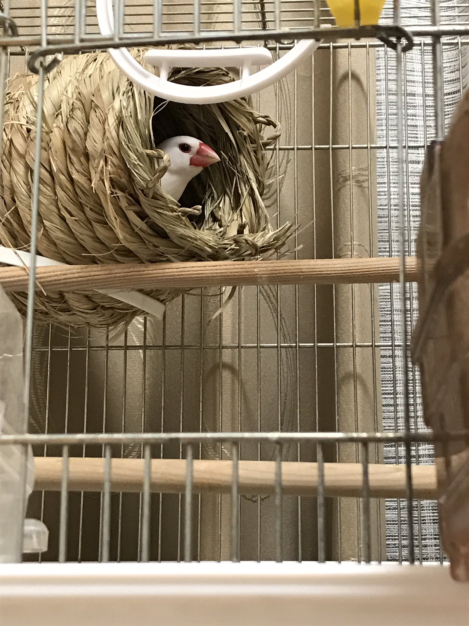 はち ふつう垢 文鳥つぼ巣から出てこない 遊んでくれない つぼ巣を壊すのが今年のマイブームだったようで つぼ巣がボロボロです