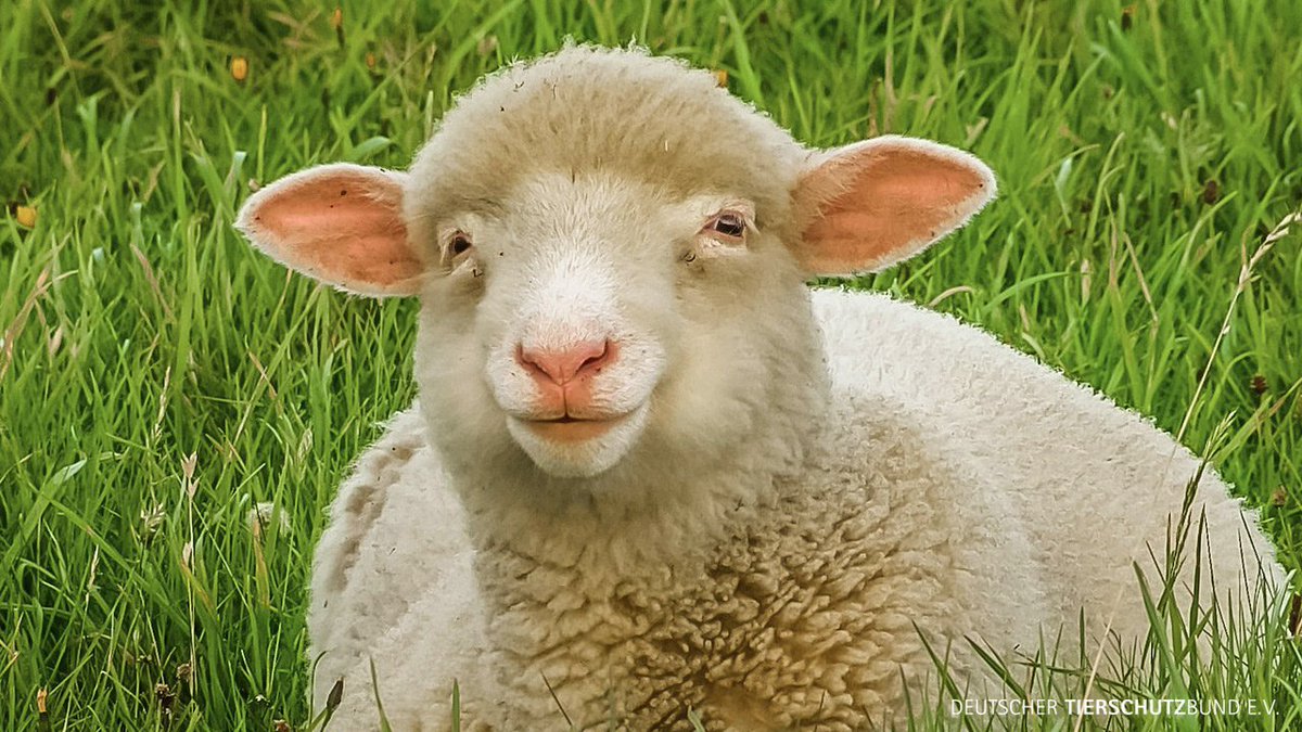 Get Glueckliche tiere For Android Free Glueckliche Tiere