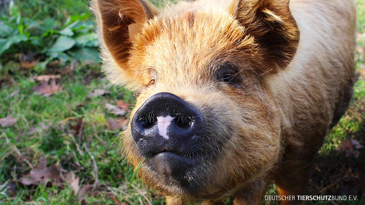 Download Glueckliche tiere For iPhone Glueckliche Tiere