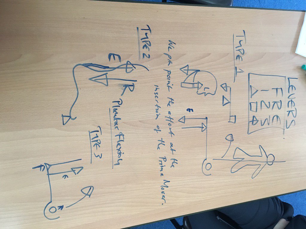 Levers and anatomical examples