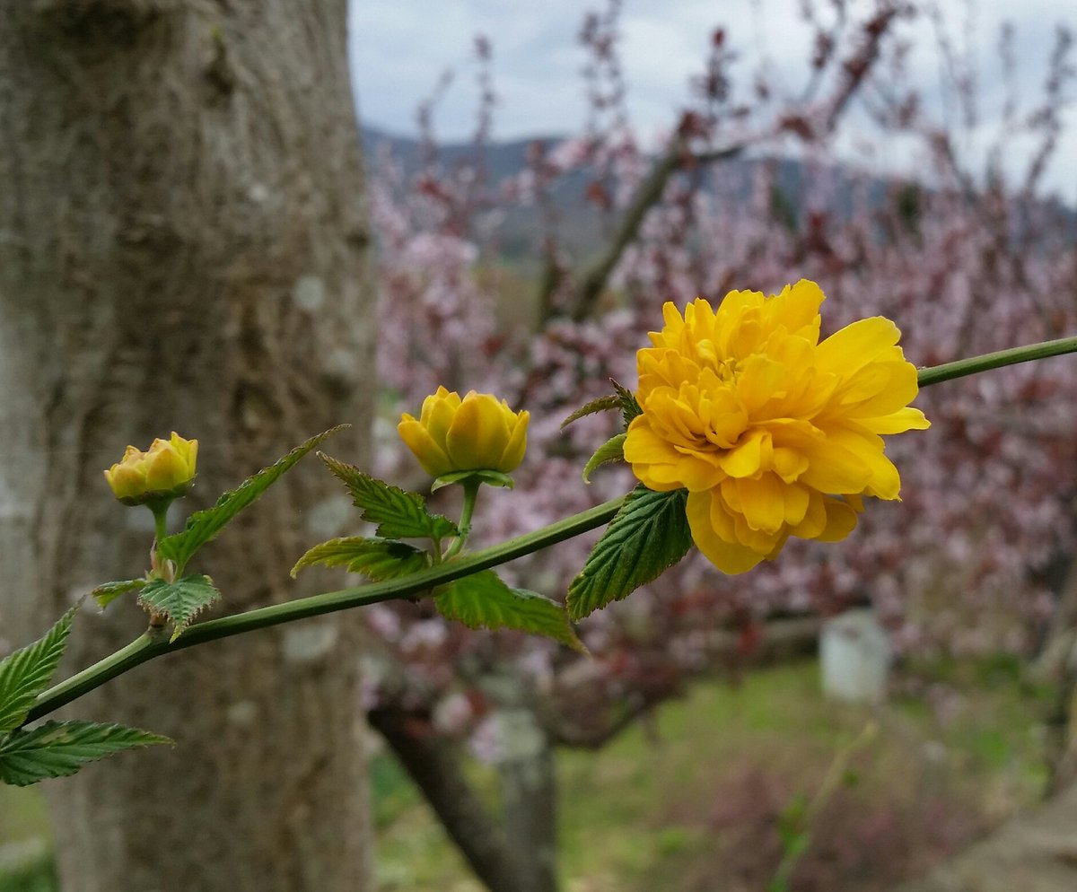 OPinable's tweet photo. My garden reflects the  happiness for the good gifts that the nature gives us every year 🤗 #ItalianSpring

#InternationalDayOfHappiness https://t.co/6PvM4fsUXG