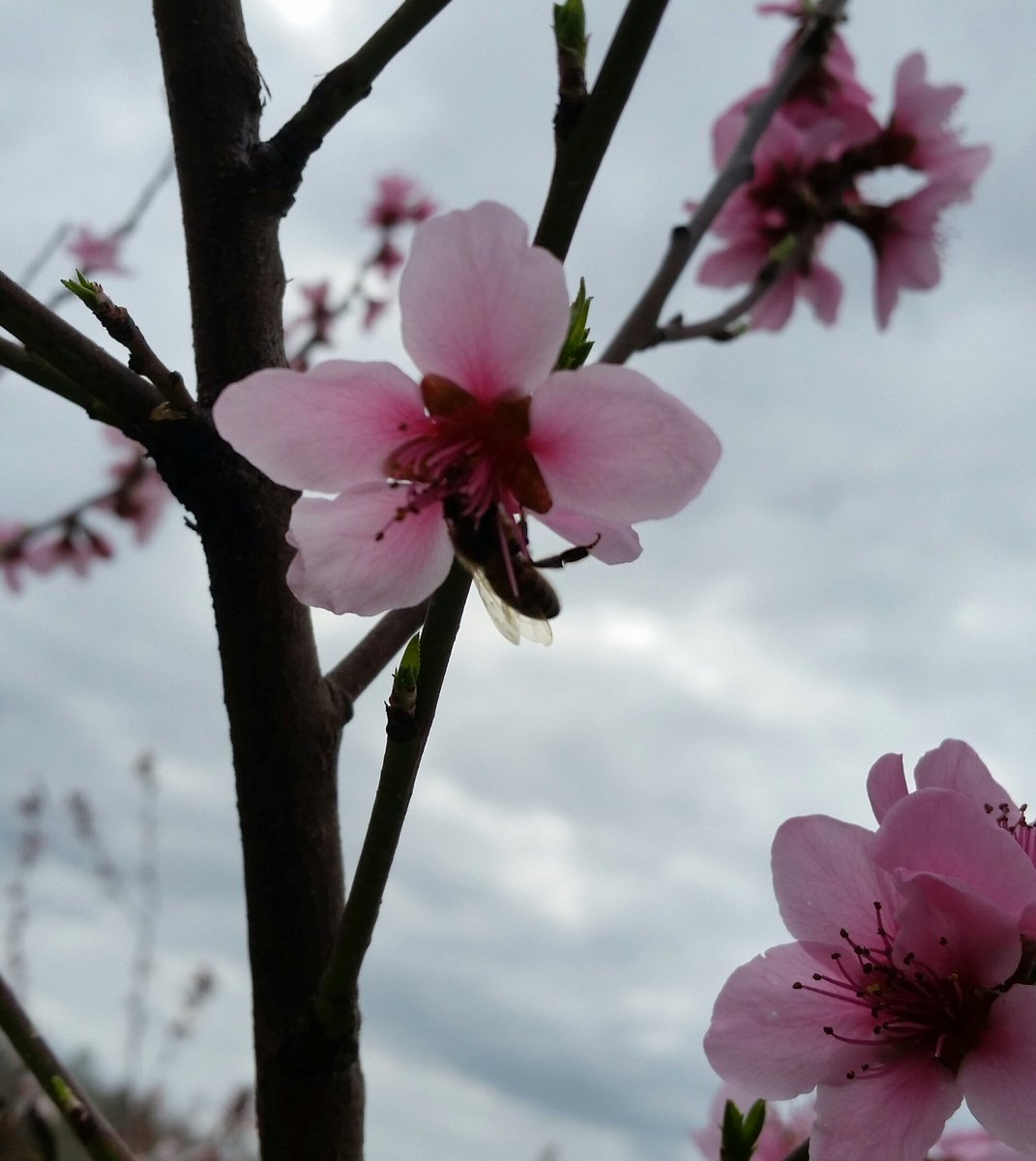 OPinable's tweet photo. My garden reflects the  happiness for the good gifts that the nature gives us every year 🤗 #ItalianSpring

#InternationalDayOfHappiness https://t.co/6PvM4fsUXG