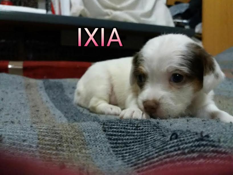 NuevaVidaAdop's tweet photo. MADRID
CAMADA d bebes d 1mes TAMAÑO PEKE d adultos
fruto d camada indeseada
necesitan ACOGIDA/ADOPCION
#MADRID
facenuevavida@gmail.com https://t.co/AyDru7DKNl