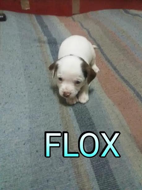 NuevaVidaAdop's tweet photo. MADRID
CAMADA d bebes d 1mes TAMAÑO PEKE d adultos
fruto d camada indeseada
necesitan ACOGIDA/ADOPCION
#MADRID
facenuevavida@gmail.com https://t.co/AyDru7DKNl