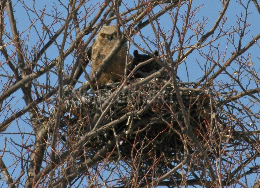 Great Horned Owl with owlet in southeastern Wisconsin on March 19, 2017 windowtowildlife.com/great-horned-o…