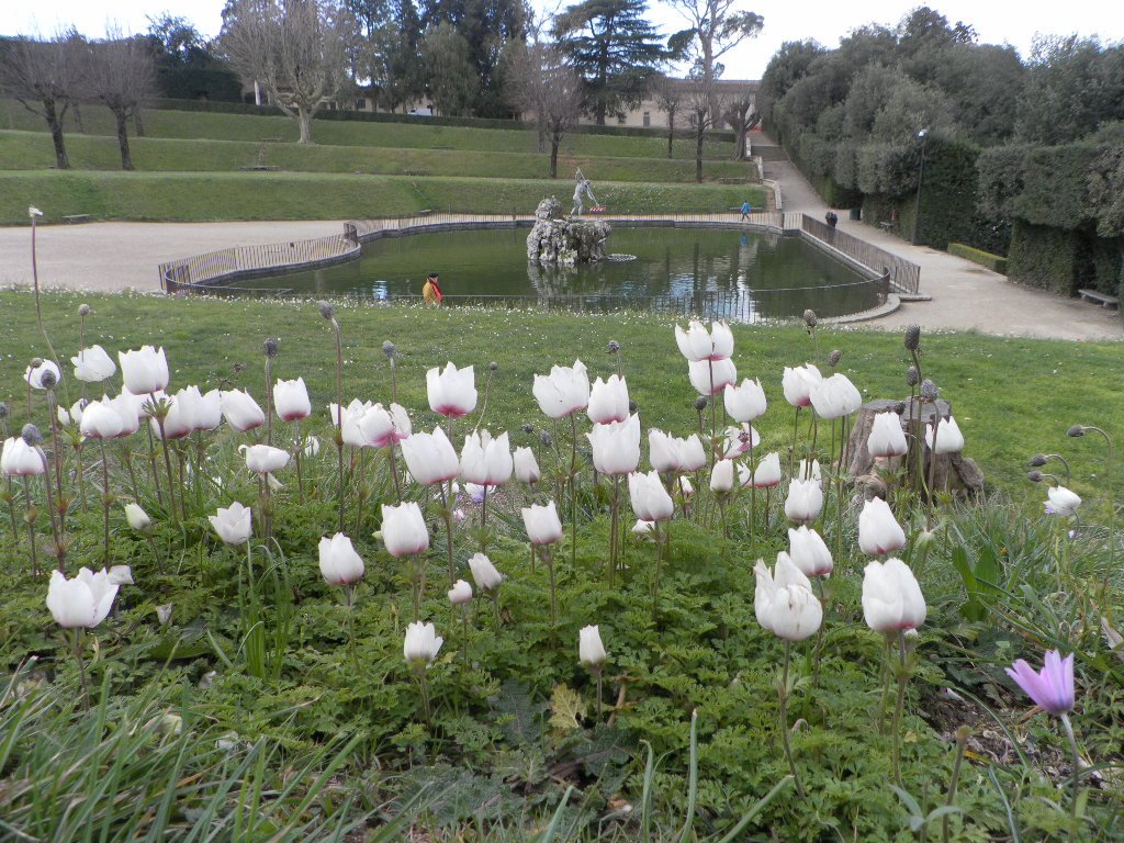 UffiziGalleries's tweet photo. #Waiting4Spring Gli #anemoni sbocciano in bocca a Clori...e nei prati di #Boboli!
Anemones blooming in Chloris's mouth and in Boboli meadows https://t.co/2XcS9D8VCk