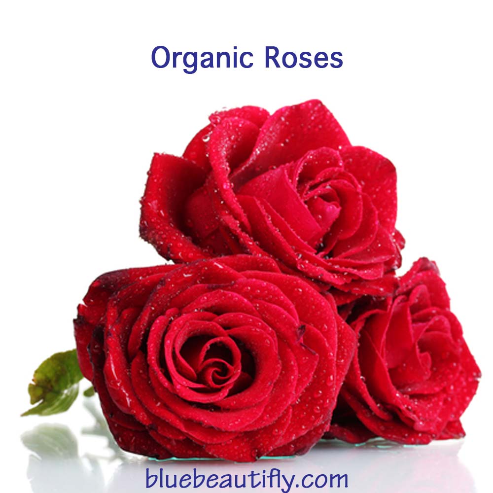bluebeautifly's tweet image. Roses #Regenerates, #Soothes, #Regulates #Skin #Sebum Level.  We Use organic #Rose #Hydrosol &amp;amp; Extract in #BlueBeautifly Products.