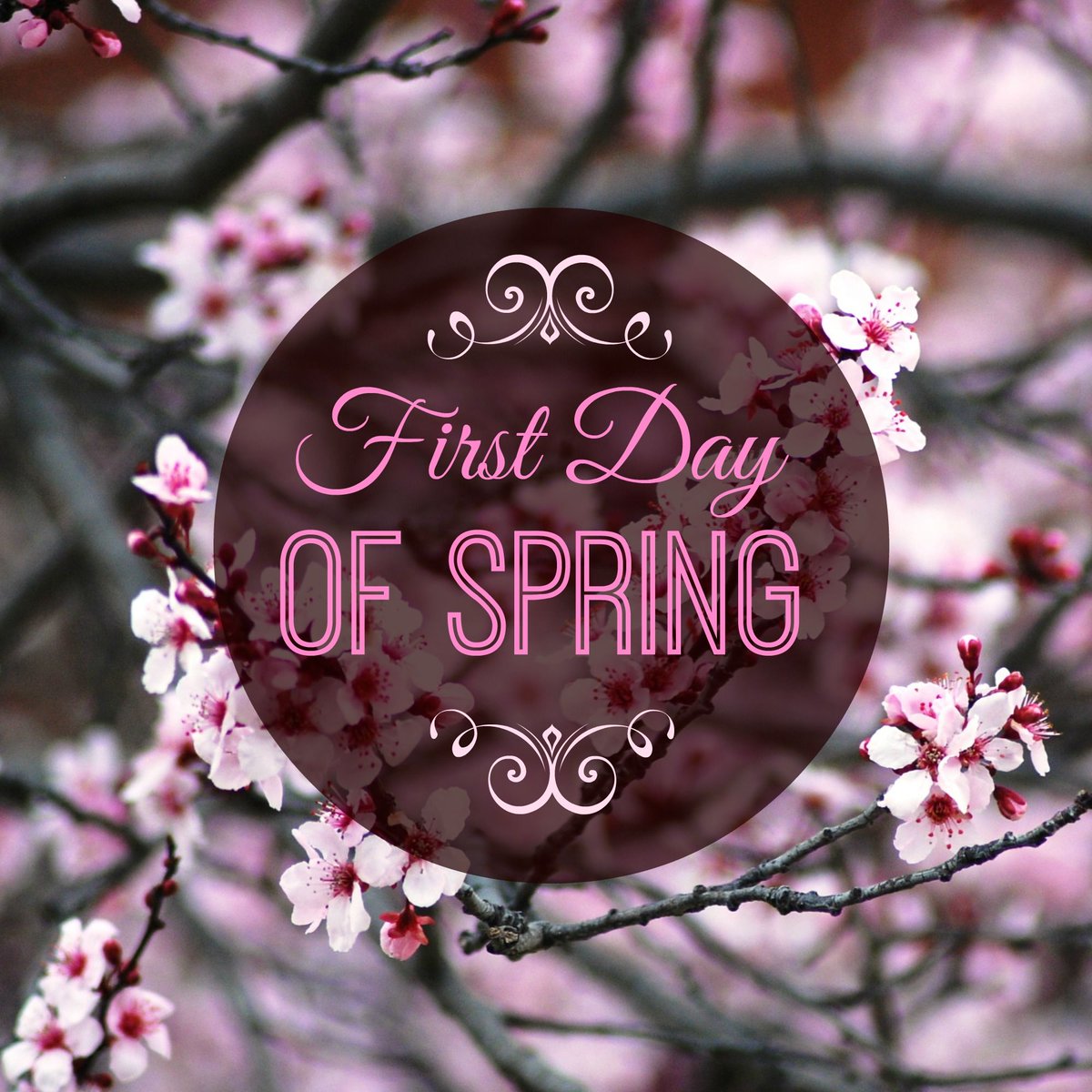 HRVInstitute's tweet photo. Welcome back and happy first day of spring Red Foxes! https://t.co/uTbjsEFxM5
