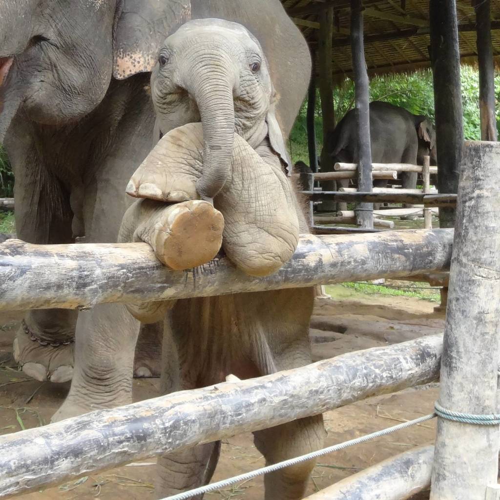 awwwthatscute's tweet photo. This baby elephant https://t.co/5XX6oIa2NN
