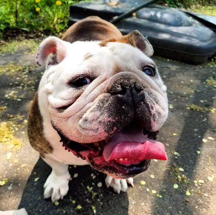 iKarliRyan's tweet photo. Mark your calendars my friends.....bc Ollie is running in the Canterbury Bulldog Races on May 29th 😏 https://t.co/CVdpuDOLJU