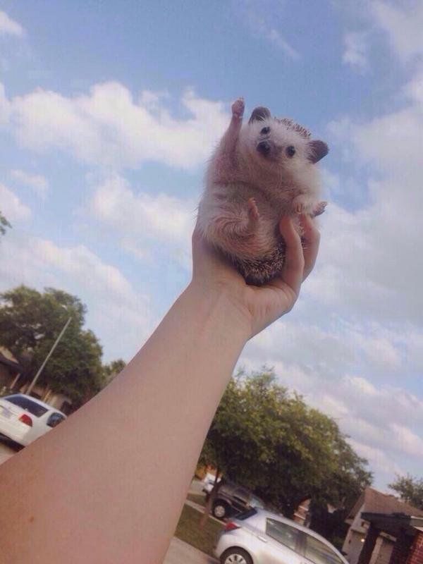 TheComedyHumor's tweet image. this hedgehog is cheering for u bc u can do anything